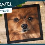 SPITZ NAIN • Chien au pastel sec